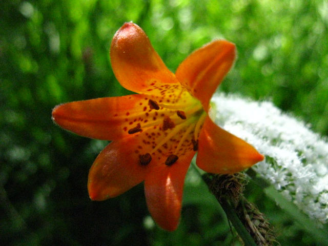 Leopard Lilly in Kerrick Canyon, Yosemite National Park. Pacific Crest and Tahoe Yosemite Trail route.